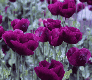 B&D Lilies Garden Blog: FREE packet of Purple Poppies - September Special
