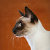 Siamese Cat Photos