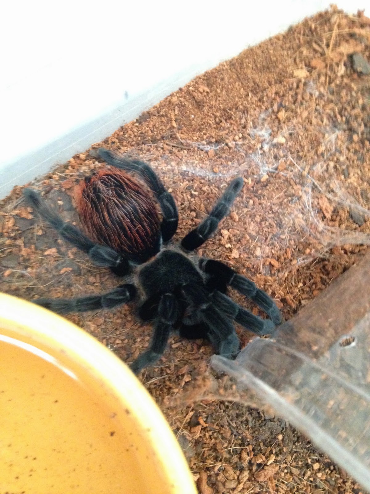 Your first tarantula: how to start and stay alive Your first tarantula: how to start and stay alive