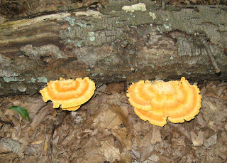 Fungi don't get sad