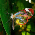 Menakjubkan Kupu-kupu Transparan