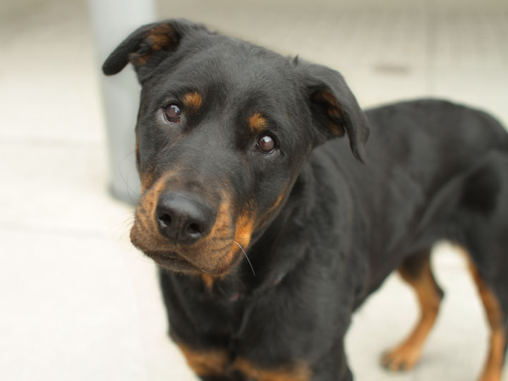rottweiler mix with pitbull pictures rottweiler pitbull mix pictures www imgkid the image kid has it rottweiler mix with pitbull pictures rottweiler pitbull mix pictures www imgkid the image kid has it