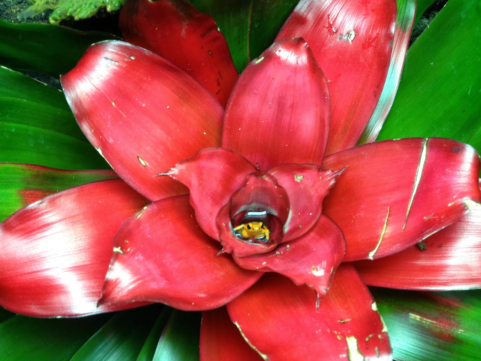 Menudo and Skittles Little Frog, Big Bromeliad