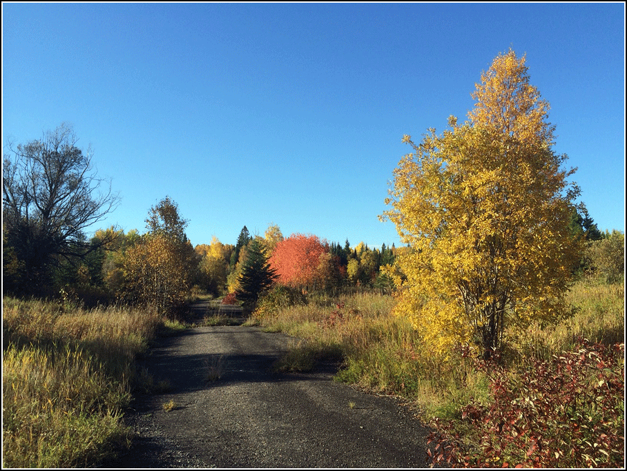 Explorations of an Ecologist Smooth Rock Falls to Moosonee