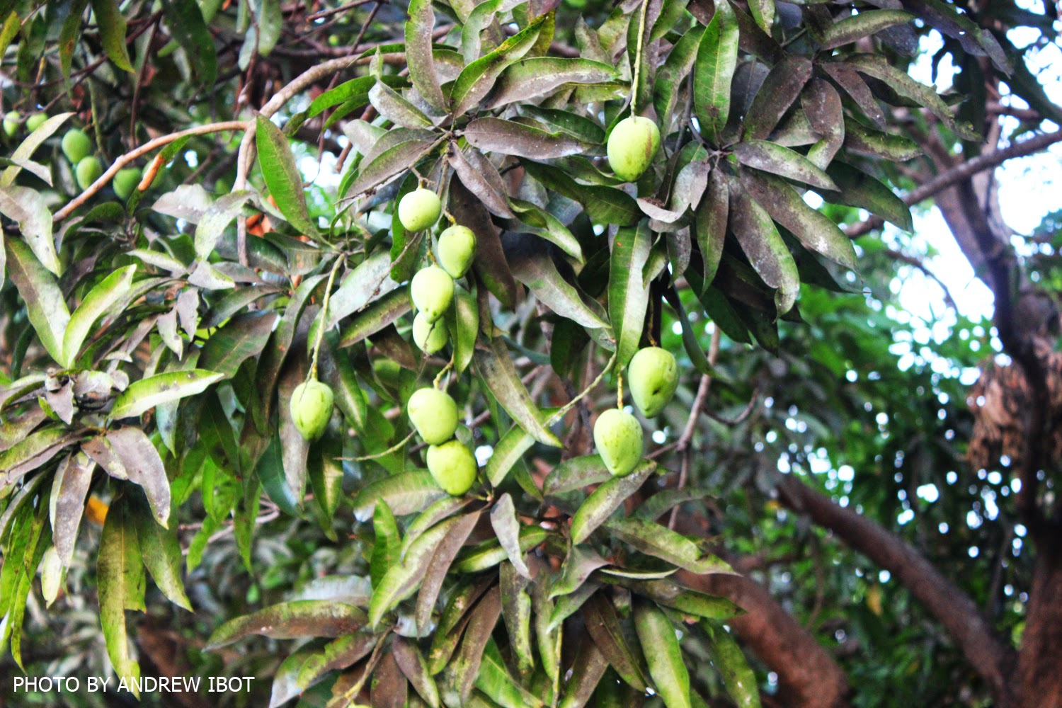 Ako si ANDREW IBOT! Mangga ( Mango ) (Mangifera indica Linn.)