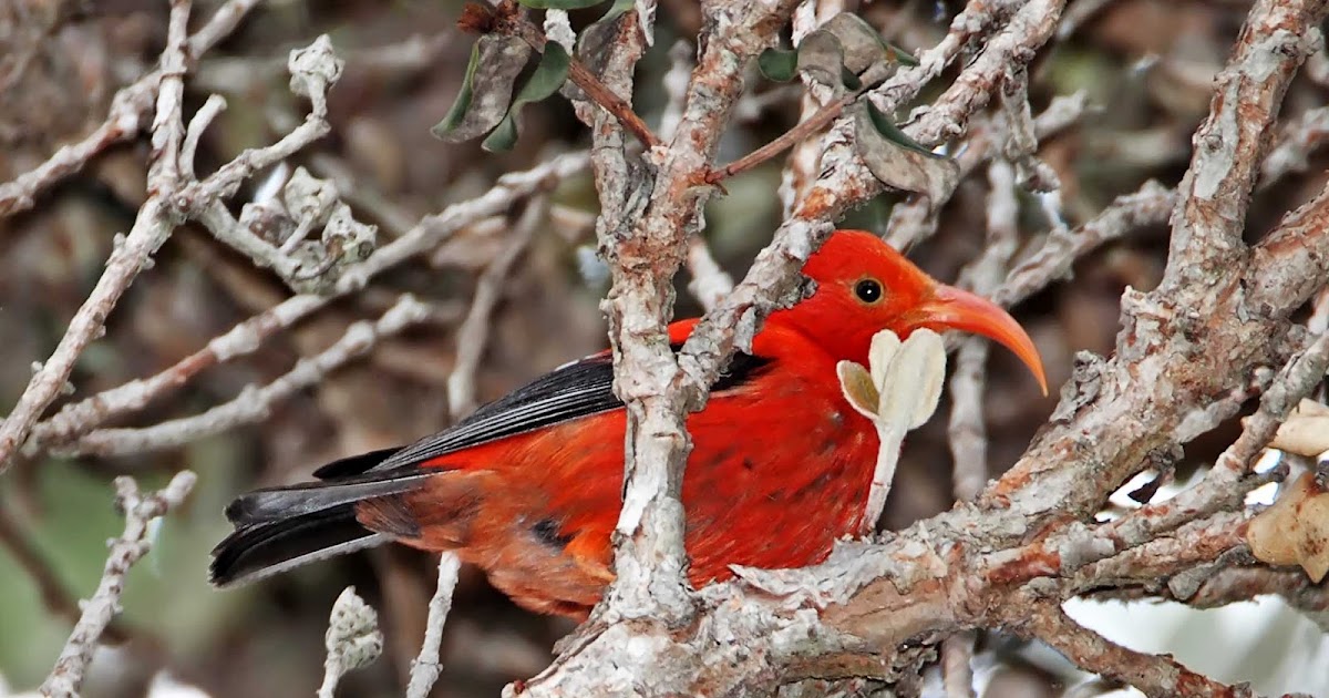 David McDonald Photography Bulletin 155 Native Birds of the Big