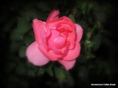 one of the last roses of summer - Wordless Wednesday on Homeschool Coffee Break @ kympossibleblog.blogspot.com