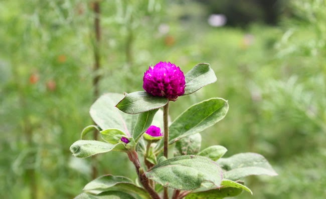 Gomphrena Flowers Pictures Gomphrena Flowers Pictures