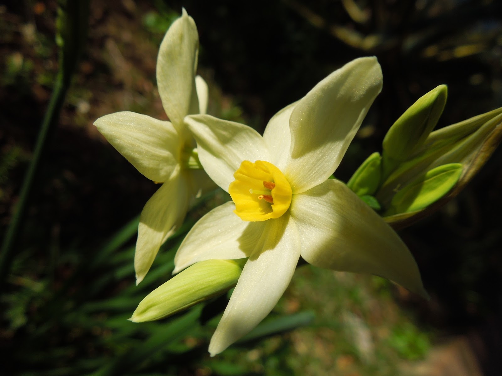 La leyenda del NARCISO BOTÀNIC SERRAT