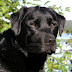 Famous Labrador Black Adorable Dog Photograph