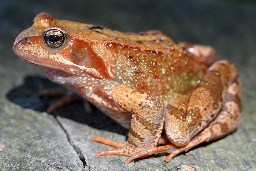 Species of UK Week 45 Common Frog (‘Rana temporaria’)