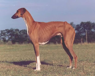 Most Rarest Dog Breeds In The World Most Rarest Dog Breeds In The World