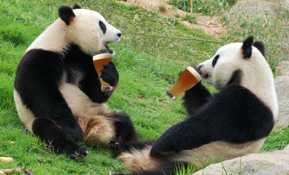 Panda's drinking beer