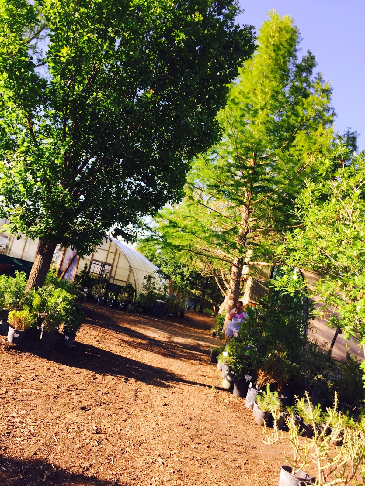 Shop In Comfortable Shade At Trees That Please Nursey