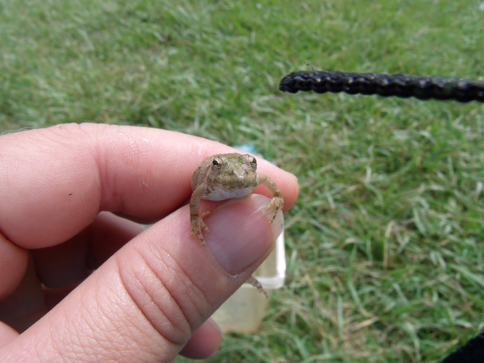 Indy Parks Nature Blog Water DayBaby Cricket Frog