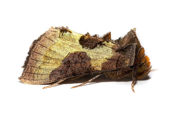 Burnished Brass - Photographed in Milton Keynes Burnished Brass - Photographed in Milton Keynes