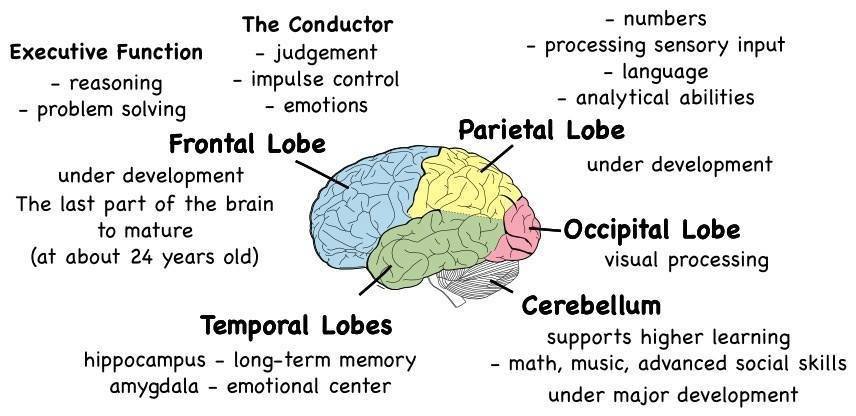 what part of the brain does abilify affect