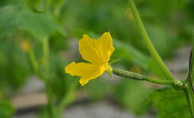 Cucumber Flowers Cucumber Flowers