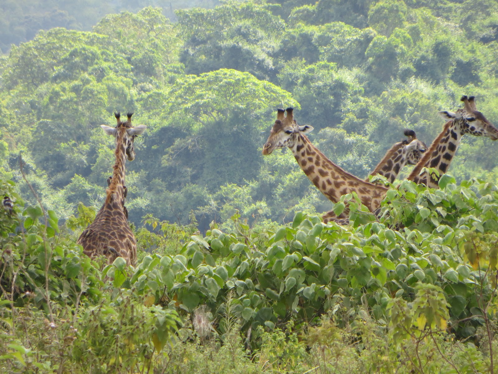 On a mission: The Reis Family's African Adventure: Arusha National Park