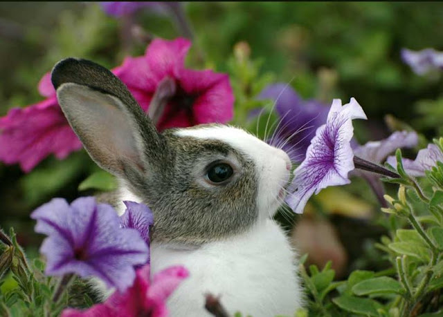 30 pictures of cute bunny, cute bunny pictures, cute bunny