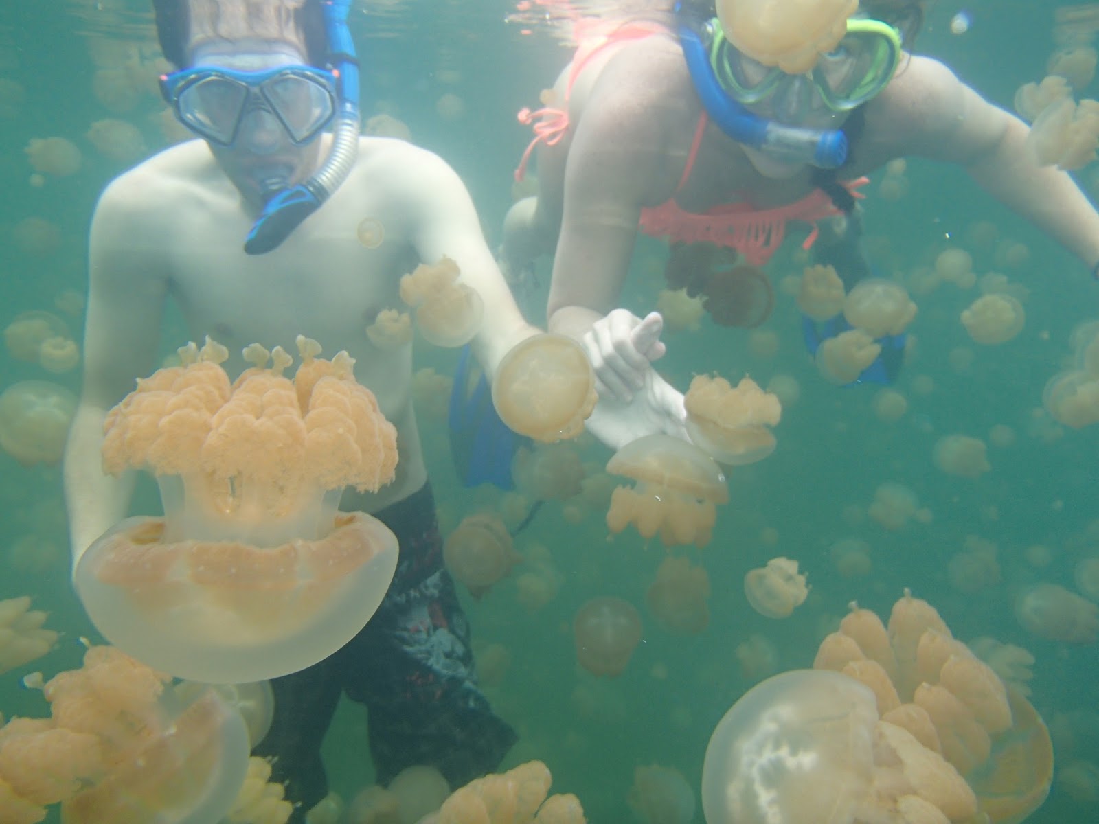 Life of Jelissa Jellyfish Lake, Palau