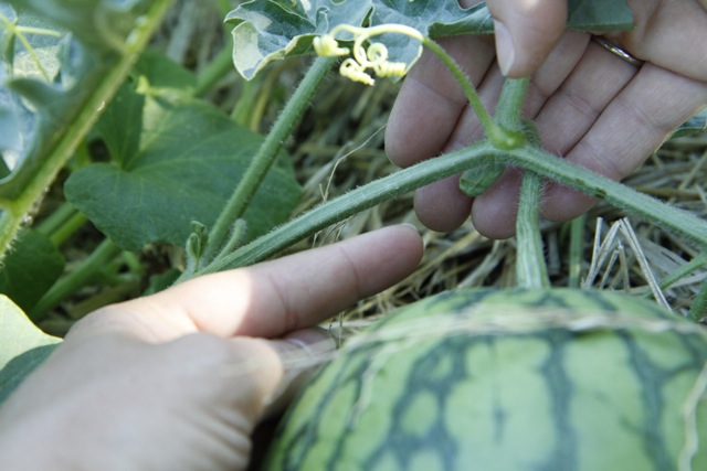 banyan s end watermelon guessing how to tell if a banyan s end watermelon guessing how to tell if a