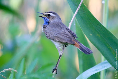 Самец варакушки (Luscinia svecica) Bluethroat