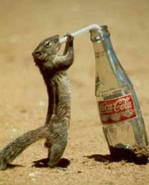 Squirrel drinking CocaCola OMG ! NiceOne