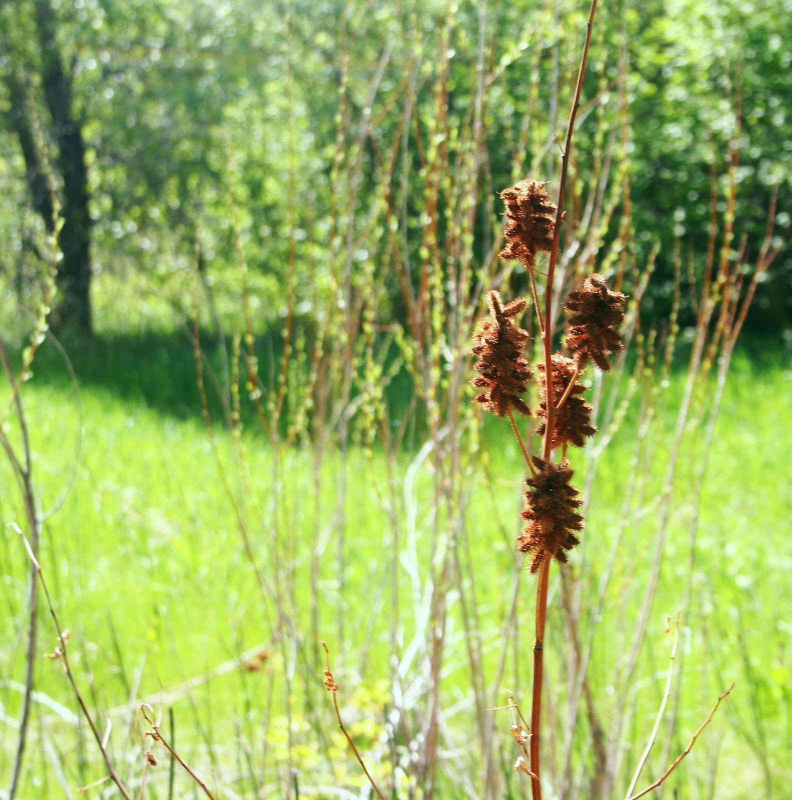 Wild licorice! Medicinal Plants of Johnson County, Wyoming