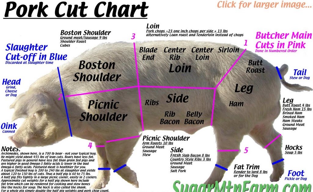 know your pork cuts tummy journey cuts of hog chart