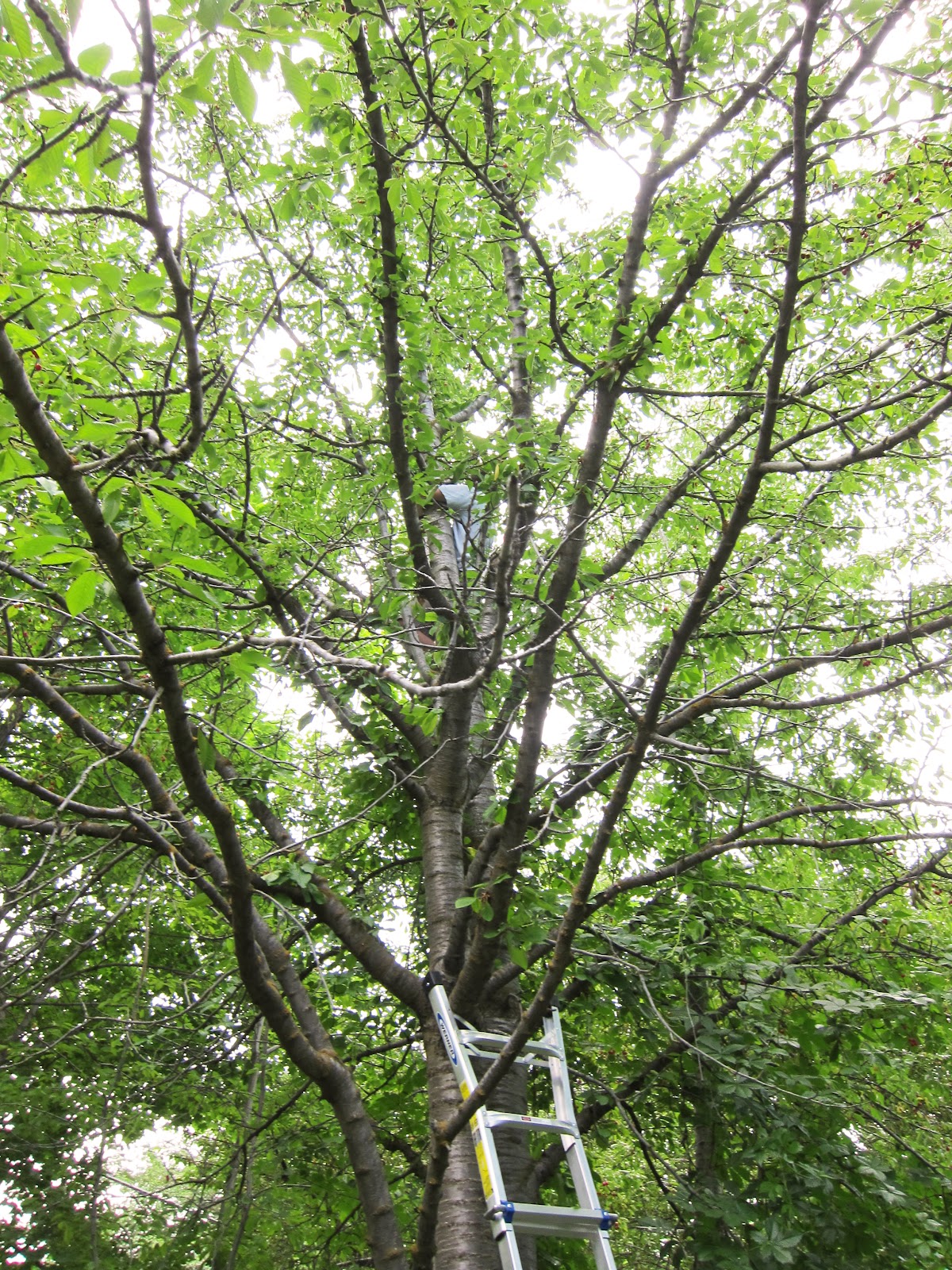 i heart mesa. Utah Summer Fruit from the AZ Fruit Lady