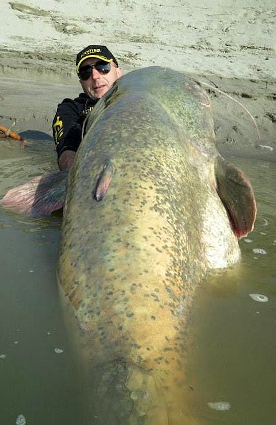 These Famous Photos Are No Hoax! Is this the BIGGEST catfish ever