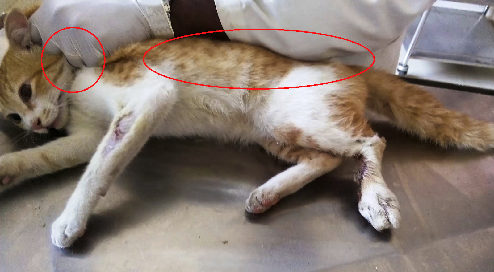 drssnairvet HANDLING AND RESTRAINT OF CATS AND CLINICAL VETERINARY SURGERY VIDEO ON FELINE HIND