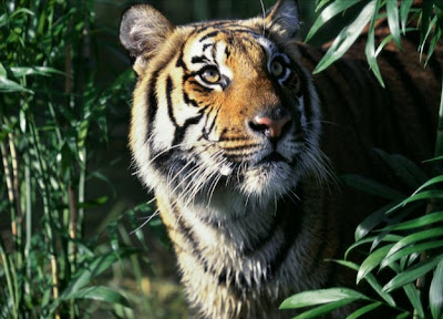 Tiger Indochina (Panthera tigris corbetti)