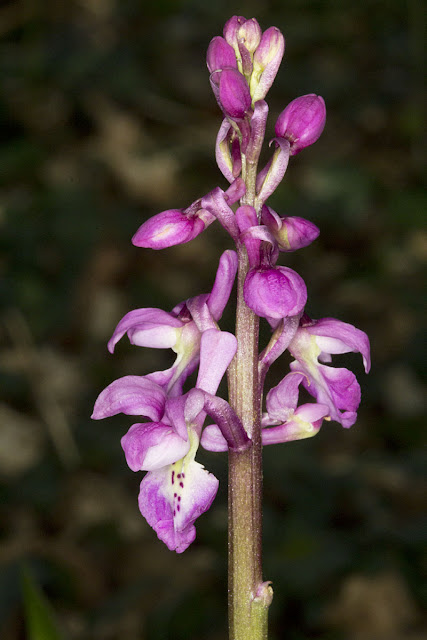 Early Purple Orchid, Orchis mascula. Nashenden Down Nature Reserve, 14 April 2012.