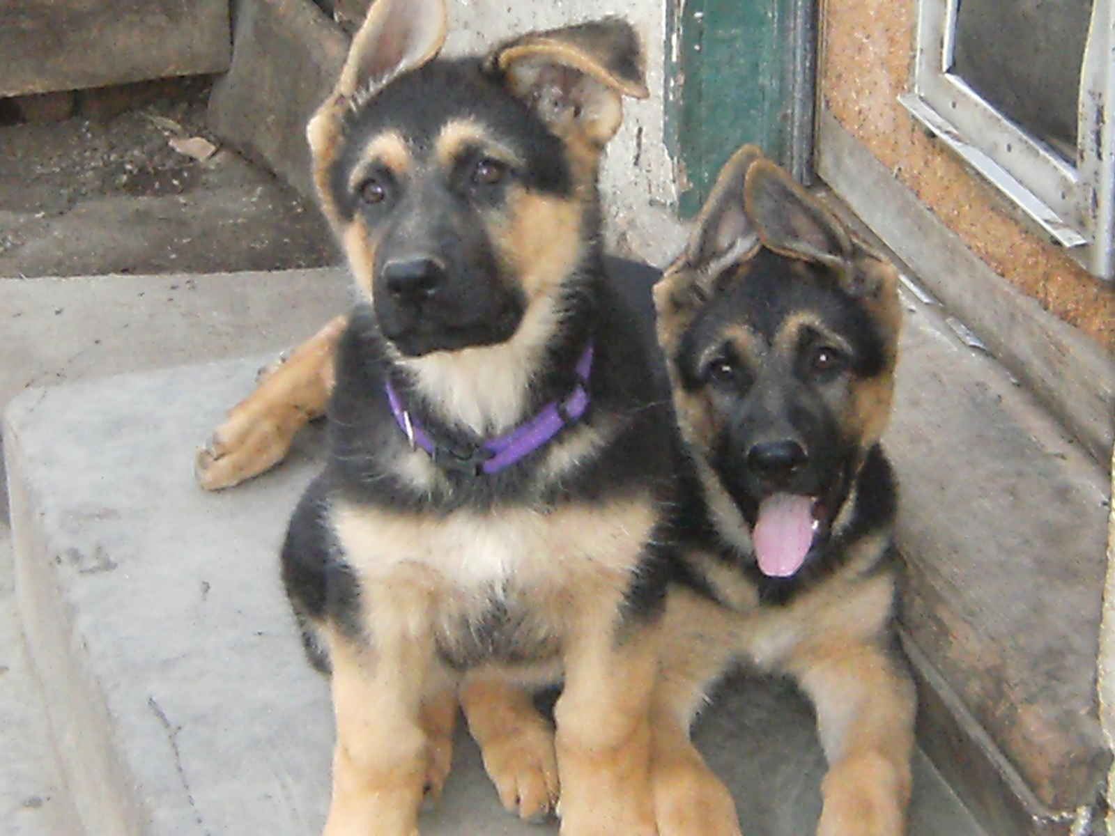 german shepherd puppies for sale in indiana pin purebred german shepherd puppies for sale in salem indiana on german shepherd puppies for sale in indiana pin purebred german shepherd puppies for sale in salem indiana on