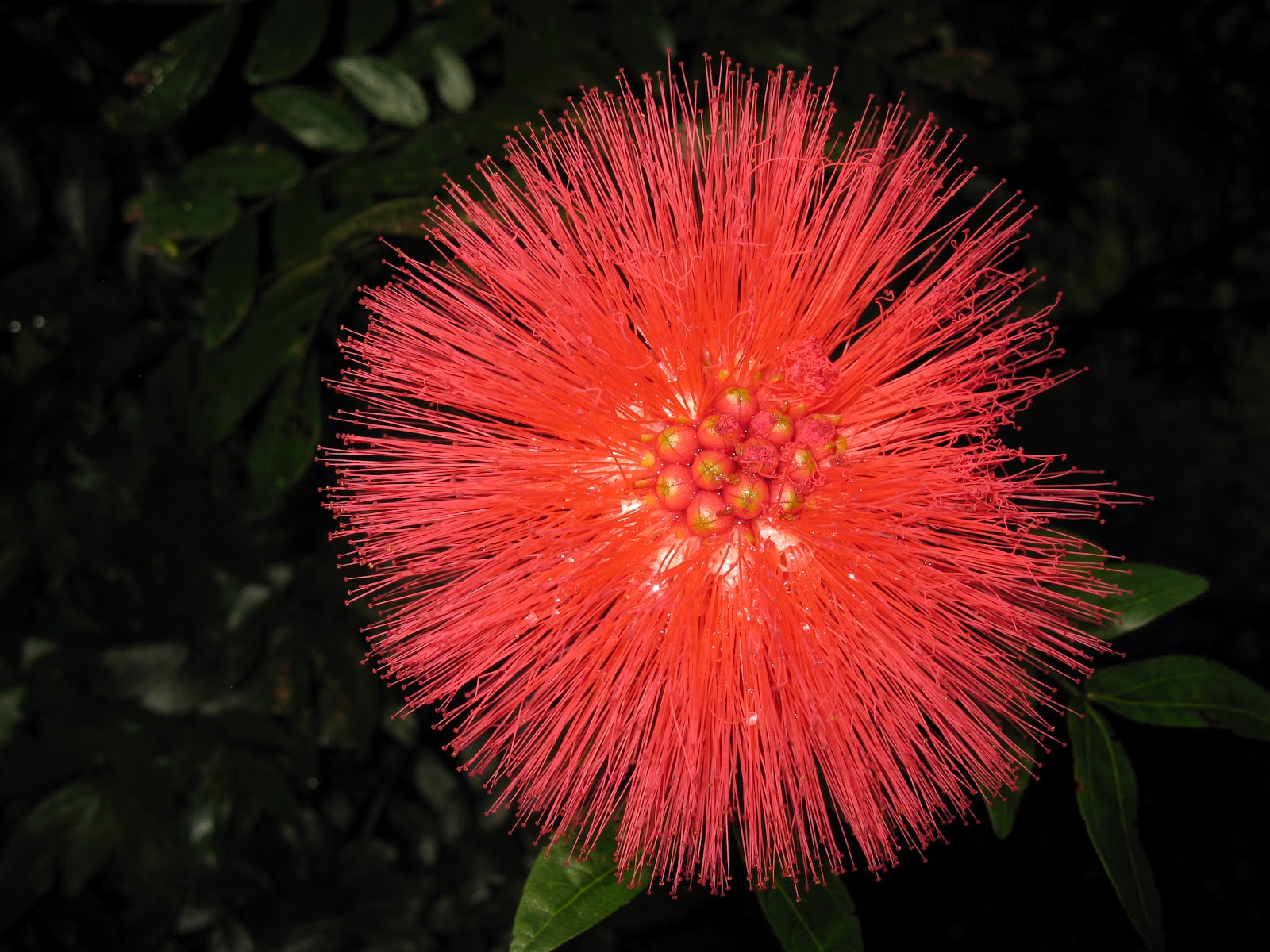 Red Powder Puff Shawn McClure's Photoblog