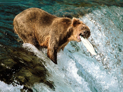 bear grizzly bears wallpaper animals animal alaska national park hd extinction close society purple flowers polar related wallpapers countries hunting