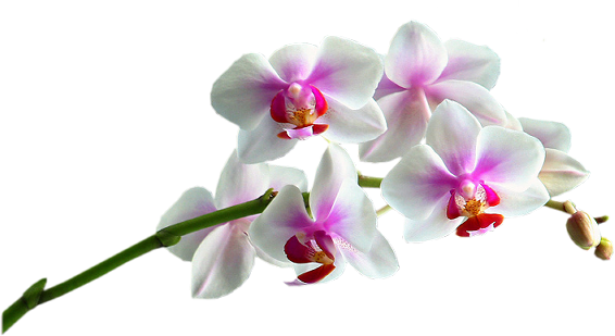 Imagenes De Flores Interactivas | fotoimagenes sinpalabras flores png tubos sin fondo Imagenes De Flores Interactivas | fotoimagenes sinpalabras flores png tubos sin fondo