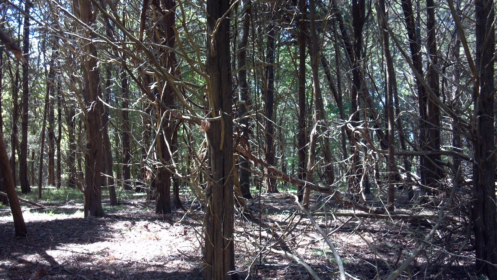 Hidden New Jersey Confronted by the Jersey Devil at Leeds Point