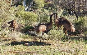 Weetootla Gorge emus