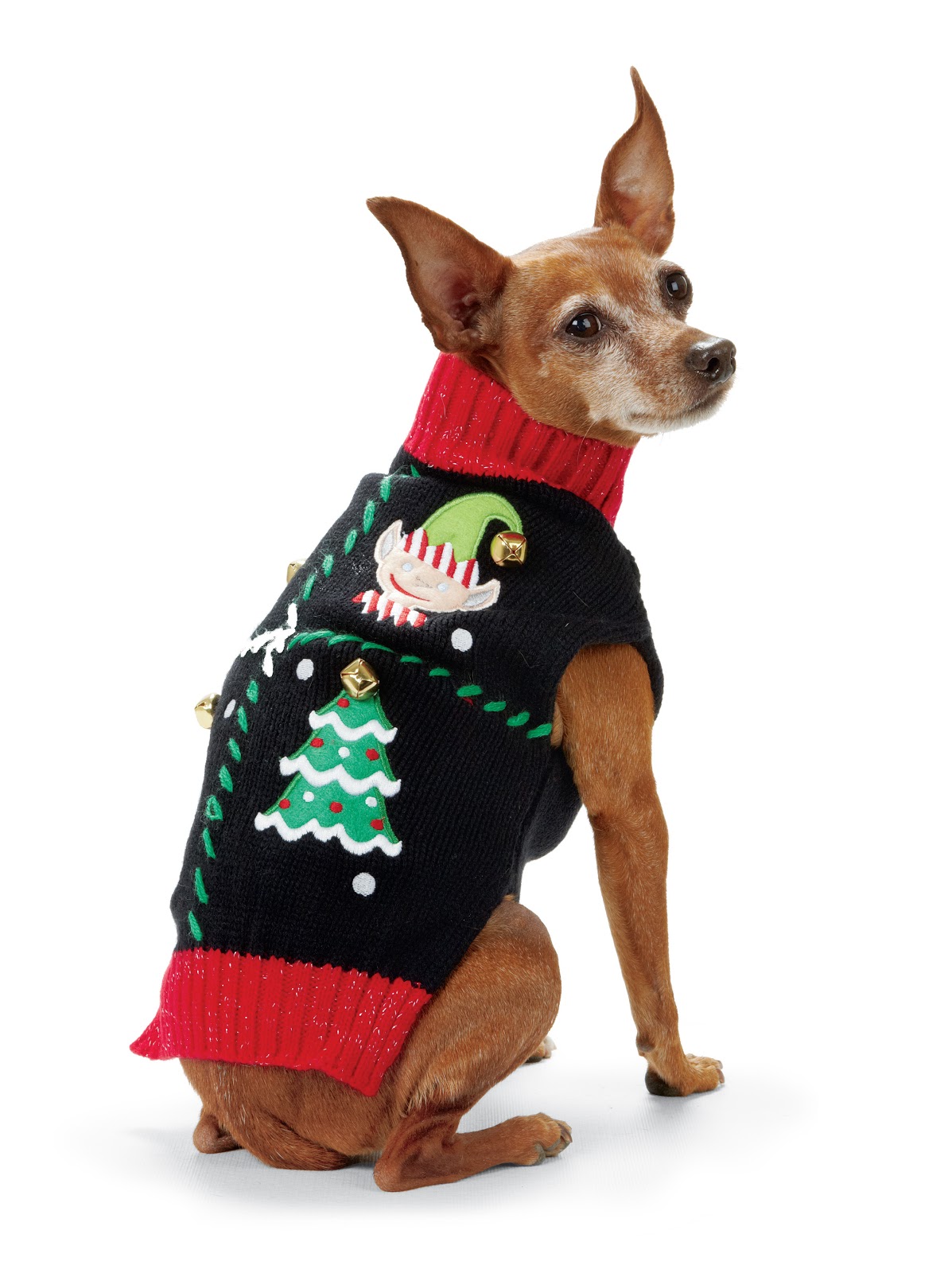 My Favorite Pup Jasmine HA! Ugly sweaters at Petco!!