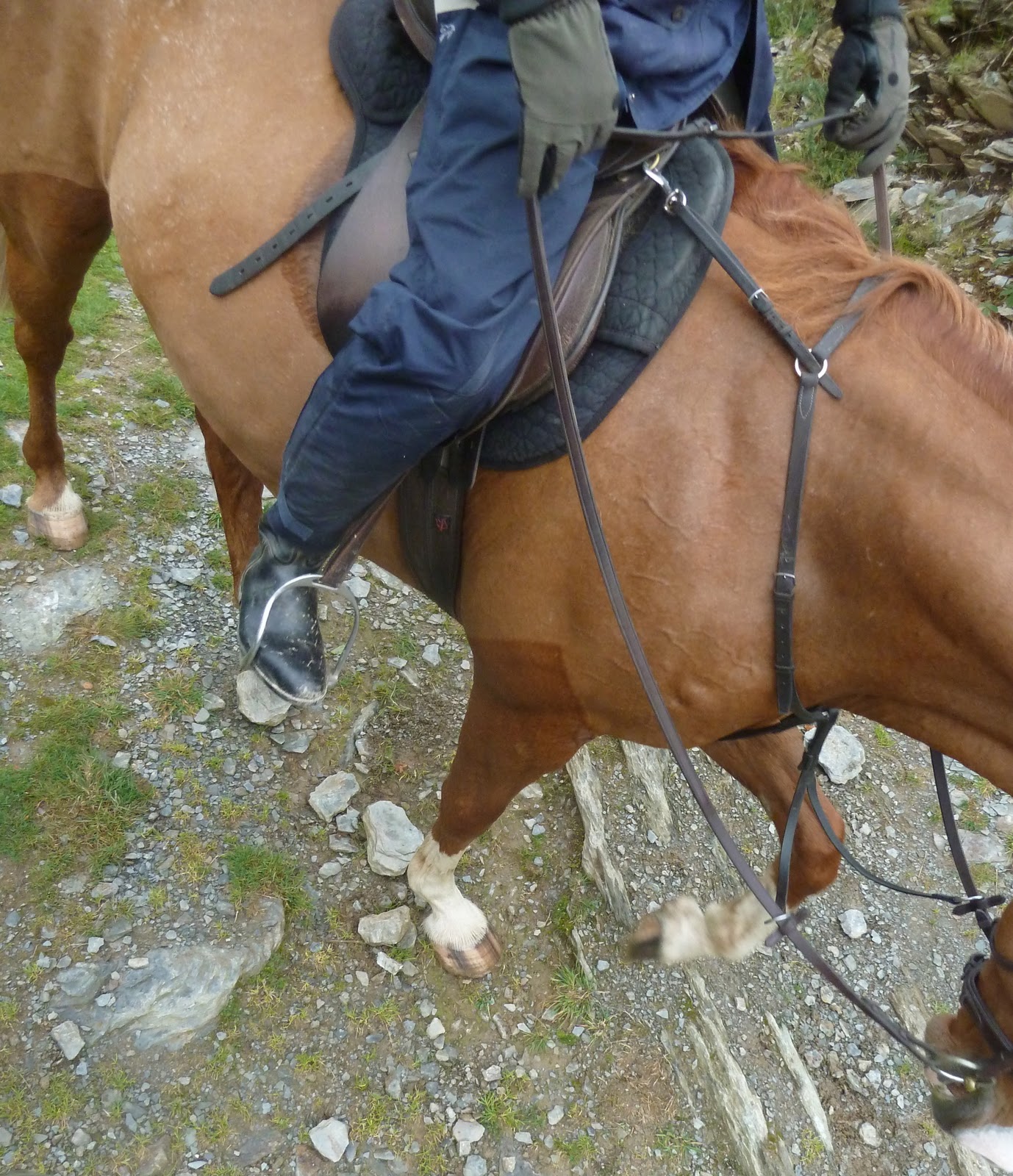 Rockley Farm The further adventures of a horse with thin soles