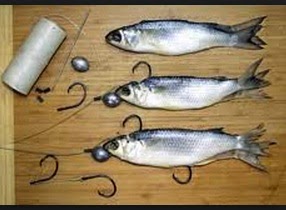Cara Pasang Umpan Ikan Segar Cara Pasang Umpan Ikan Segar