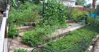 GardenerScott: Home Garden Crop Rotation