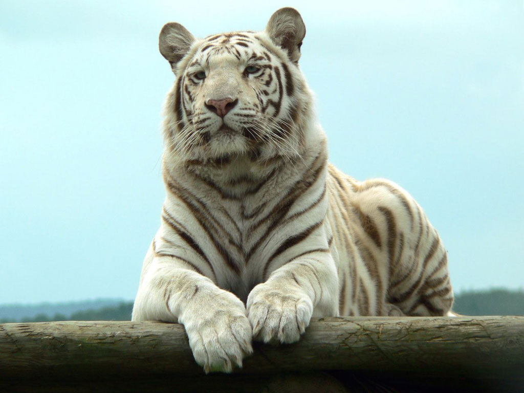 Tigres Pelo Mundo Fora Tigres Pelo Mundo Fora