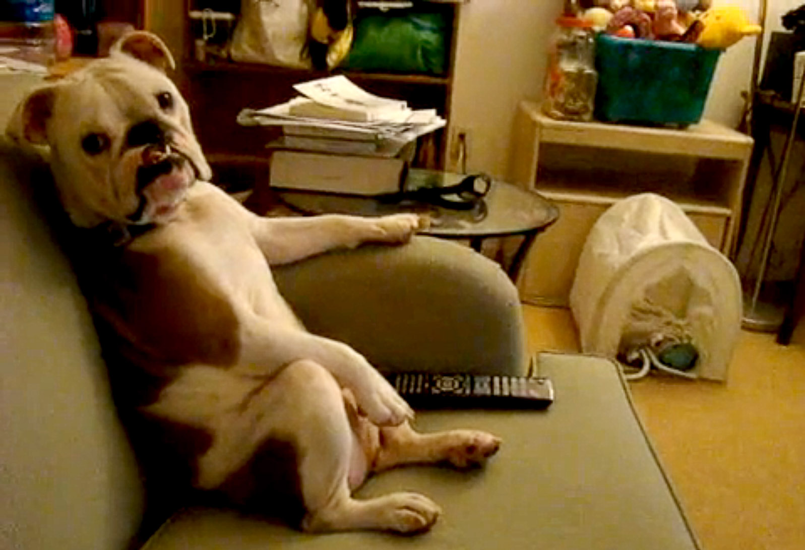 Best Dog Couch Bed Best Dog Couch Bed