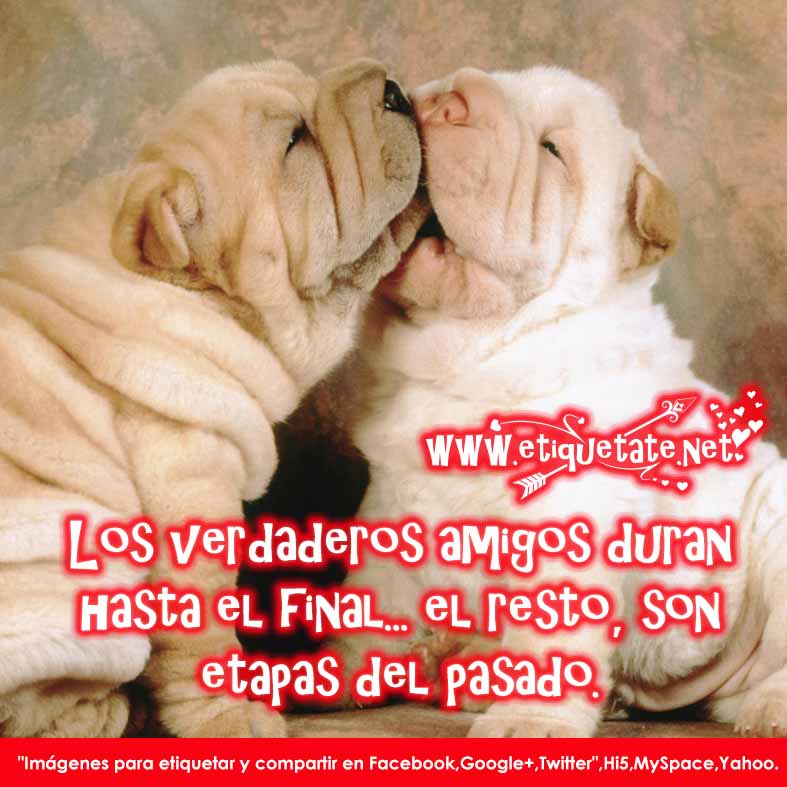 descargar facebook chat para celular lg t310