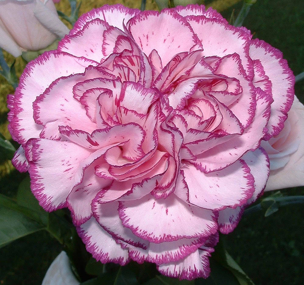 Carnation Rose Meaning at Wesley Williams blog