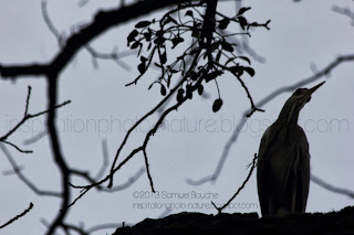 oiseau héron ombre chinoise et contre-jour